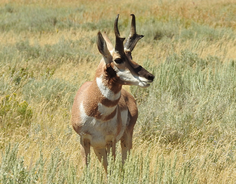 Pronghorn