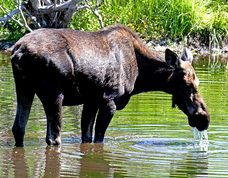 Moose near Moose-Wilson Road