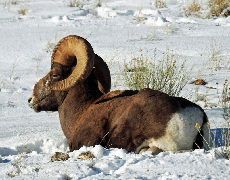 Bighorn Sheep near Elk Refuge Road