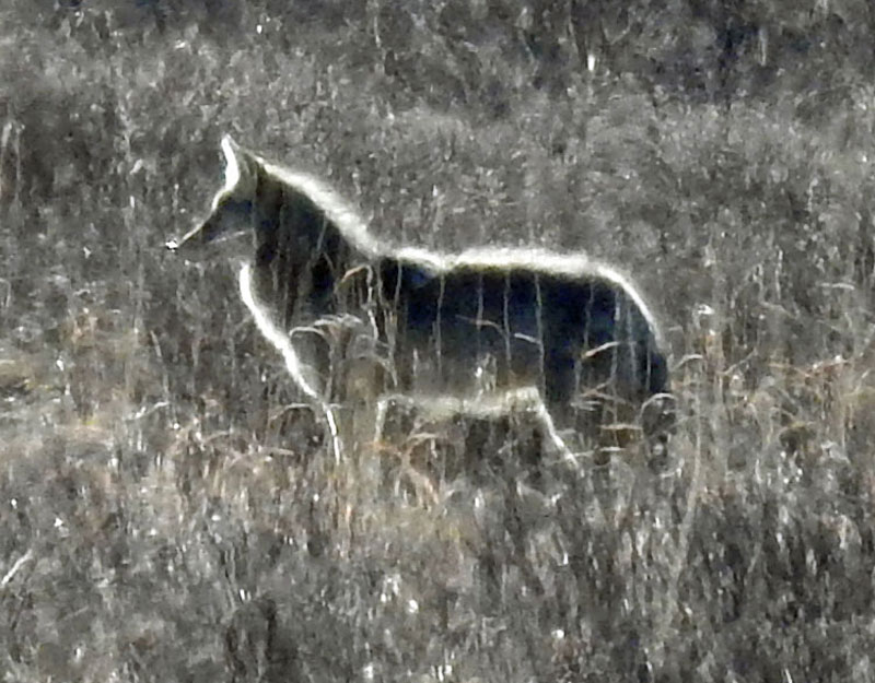 Coyote on Elk Refuge