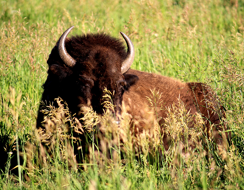 Bison