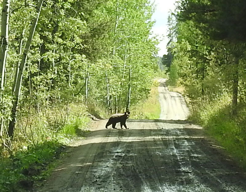 Bear near Two Ocean Lake