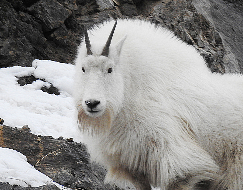 Mountain Goat