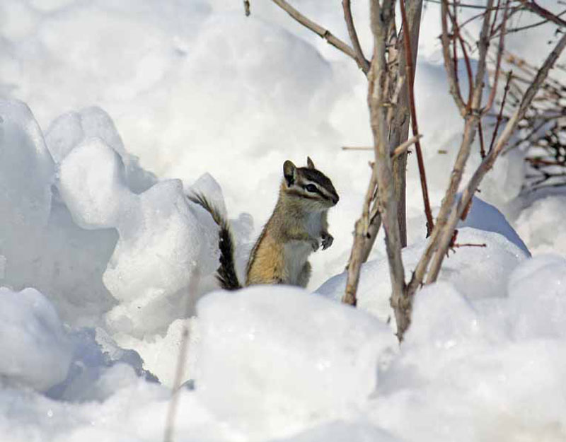 Chipmunk on Antelope Flats Road